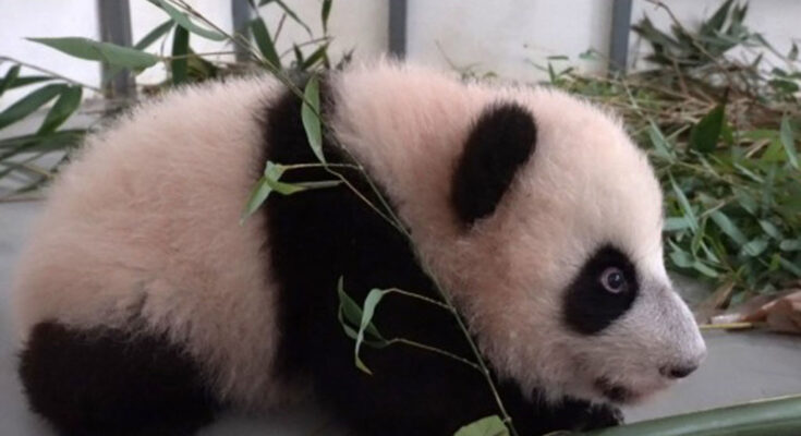 Osa panda nacida en Moscú ya pesa 20 kilogramos