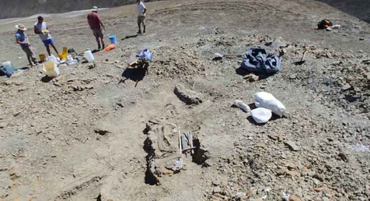 Identifican restos de dinosaurio que habitó en territorio de Uruguay