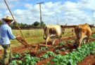 Cooperativa floridana Mártires de Barbados, entidad que avanza en la producción de alimentos (+Audio)