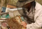 Apicultores floridanos avanzan con buen ritmo productivo