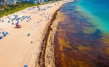 Granada acogerá cita caribeña sobre impacto del sargazo