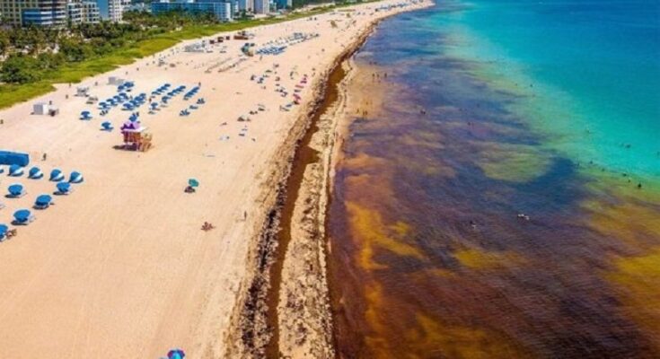 Granada acogerá cita caribeña sobre impacto del sargazo