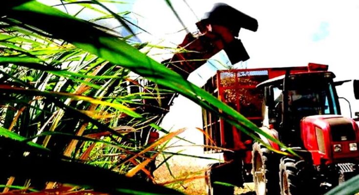 Avances en los frutos de la tierra en central provincia de Cuba