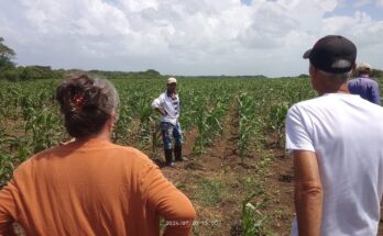En la UBPC El Mambí defienden la producción de una caballería de Maíz, en cooperación con usufructuarios vinculados, en una estrategia que, a criterio de la Primera Secretaria del Partido en Florida, debe aprovecharse, pero tiene que derivar en el fortalecimiento del protagonismo y la autonomía de esa entidad.