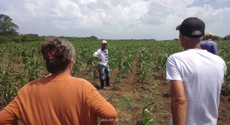 En la UBPC El Mambí defienden la producción de una caballería de Maíz, en cooperación con usufructuarios vinculados, en una estrategia que, a criterio de la Primera Secretaria del Partido en Florida, debe aprovecharse, pero tiene que derivar en el fortalecimiento del protagonismo y la autonomía de esa entidad.