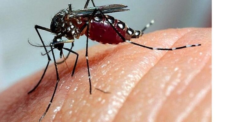 En Cuba 18 curso internacional sobre dengue y otros arbovirus