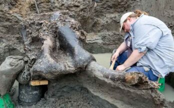 Hallan restos fósiles de cráneo de grandes animales en Norteamérica