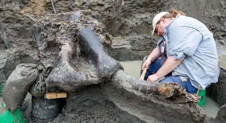 Hallan restos fósiles de cráneo de grandes animales en Norteamérica