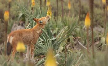 Lobo etíope, primer carnívoro que se alimenta del néctar floral