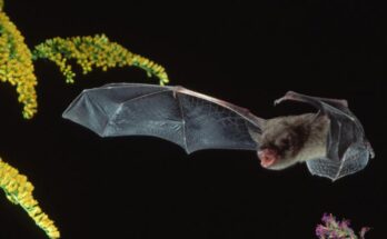 Científicos chinos han identificado un nuevo coronavirus de murciélago que podría transmitirse a los humanos