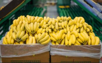 Innovación Fitosanitaria en el manejo de plagas en el banano