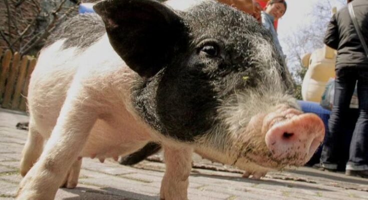 Investigadores chinos trasplantan con éxito un riñón de cerdo a un humano