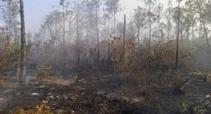 Cuba: 136 incendios forestales en algo más de dos meses
