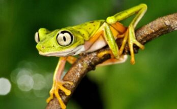 Exaltan riqueza de especies cubanas de anfibios