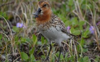 Científicos rusos hallan en Kamchatka una especie de ave «perdida»