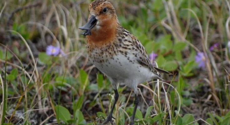Científicos rusos hallan en Kamchatka una especie de ave «perdida»