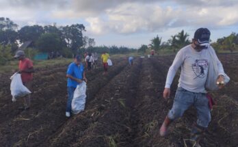 En la Unidad Básica de Producción Cooperativa (UBPC) Mártires de Florida se realizó una jornada de trabajo voluntario.