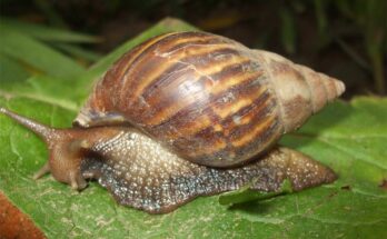 Expertos ticos capturan siete mil caracoles africanos en dos brotes