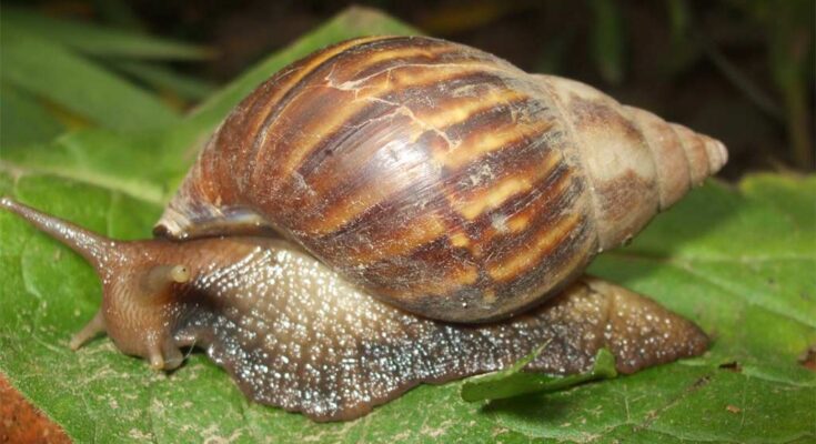 Expertos ticos capturan siete mil caracoles africanos en dos brotes