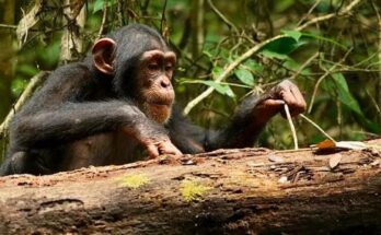 Los chimpancés pueden razonar y cambiar de opinión