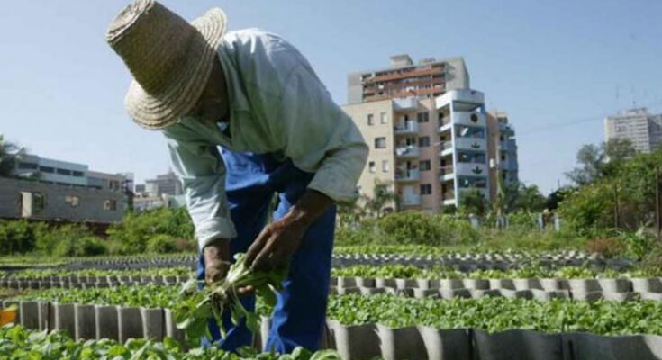 Analizarán en Cuba programa gubernamental para dinamizar la economía