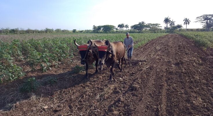 Abel Santamaría Cooperative of Florida: An Example of Productive Efficiency (+Audio)