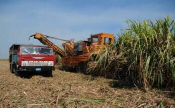Innovaciones agrícolas en Camagüey impulsan producción en Cuba
