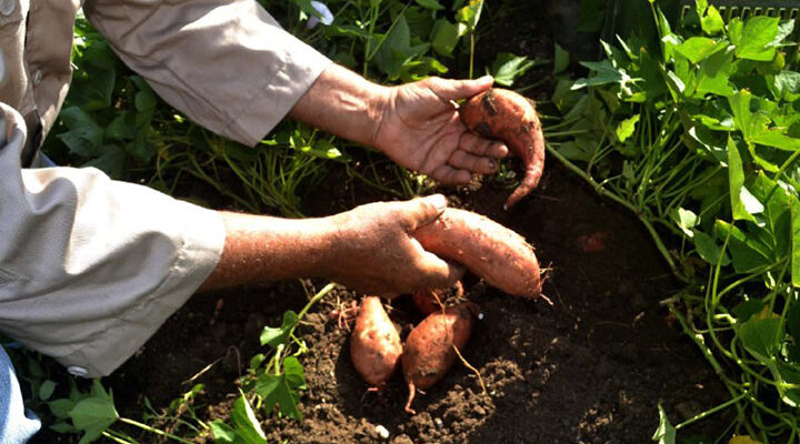Logran nuevos clones de boniato en provincia de Cienfuegos