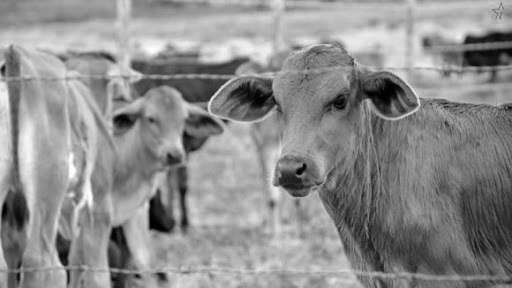 The Fight Against Brucellosis Continues in Florida