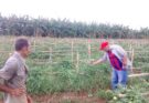 Evalúa el Intendente las potencialidades del cordón agrícola de Florida